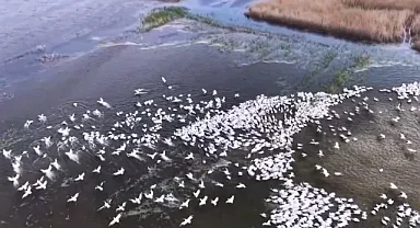 Kuşcenneti'nde görsel şölen... Yüzlerce Tepeli Pelikan aynı anda suya indi