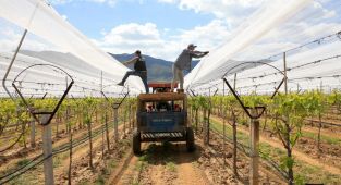 Manisa’da üzüm bağları dolu tülüyle korunuyor