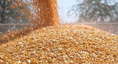 Mısır ithalatında 3 milyon tonluk tarife kontenjanı açıldı