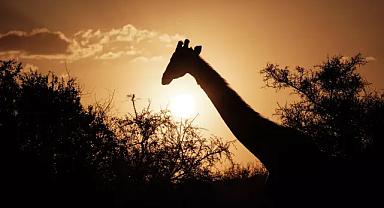 Türkiye’de bir ilk: Zürafa yavrusu doğdu, ismini halk belirleyecek