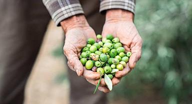 Zeytinyağı üretiminde Türkiye rüzgarı: Üretim yüzde 92 arttı