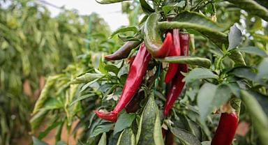 Zirai ilaçlara dijital takip: B-Reçete geliyor