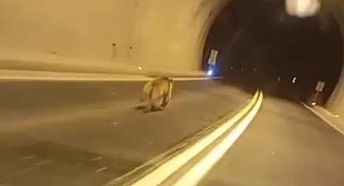 Giresun'da tünelde ayı paniği