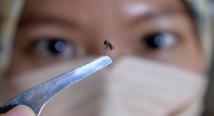 Googledan doğaya müdahale: 32 milyon laboratuvar sineği serbest kalacak