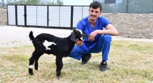 Yamaçtan düşen oğlak bacağına takılan pinle yeniden ayağa kalktı