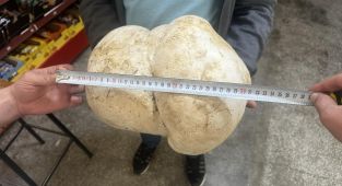 Bahçesinde 3 kilo 470 gram ağırlığında mantar buldu