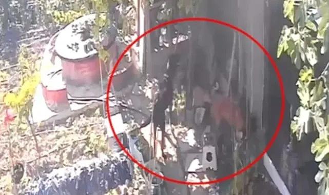 Bursa'da başıboş sokak köpekleri kümese girdi: 33 tavuk telef oldu