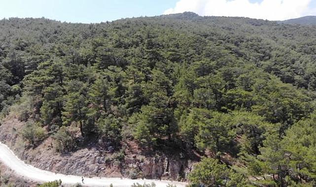 Bursa'da ormanlık alanlara girişler yasaklandı