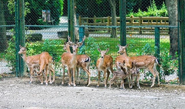 Bursa Hayvanat Bahçesi’nde yavru alageyik heyecanı