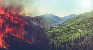 El Nino orman yangını riskini artırıyor