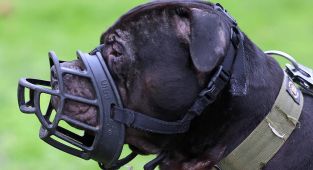 İngiltere, 12 yaş altı çocukların köpeklerle yalnız bırakılmasını yasaklamaya hazırlanıyor
