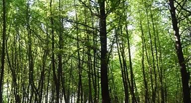 İzmir ve Adana'da ormanlık alanlara girişler yasaklandı