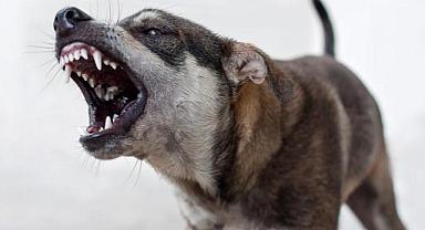 Sahipsiz köpek saldırıları sonrası 3 belediye başkanı hakkında işlem