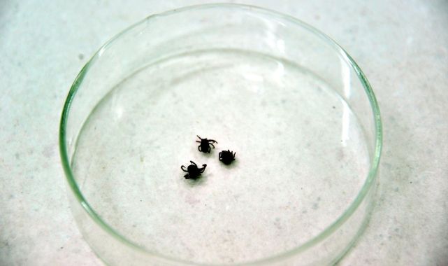 Sivas'ta kene vakası bir can daha aldı
