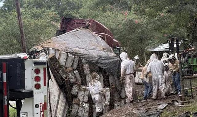Texas'ta arı yüklü TIR devrildi: Milyonlarca bal arısı çevreye yayıldı