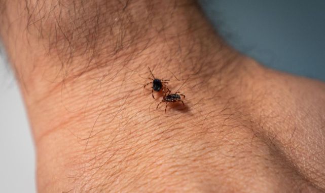 Vücuda tutunan keneye çıplak elle dokunmayın uyarısı