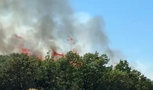 Bursa'da orman yangını: Çıkış nedeni araştırılıyor