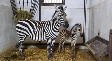 Bursa Hayvanat Bahçesi’nde zebra ailesi büyüyor
