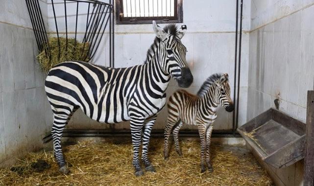 Bursa Hayvanat Bahçesi’nde zebra ailesi büyüyor