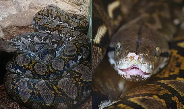 Evinden tam 436 piton çıktı, artan elektrik faturası yüzünden yakalandı