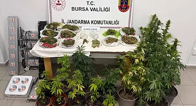 İnegöl'de kenevir ve yüklü miktarda esrar ele geçirildi