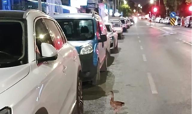 Trafiği durdurup ördeği kurtardılar