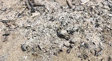 Caretta caretta yavrusu, kumsalda yakılan ateş nedeniyle öldü
