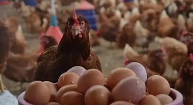 İngiltere'de salmonella alarmı: 1 kişi öldü, 207 kişide virüs tespit edildi