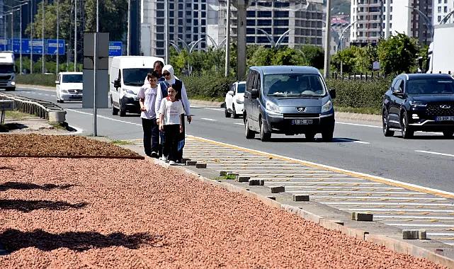 Karadeniz Sahil Yolu'nda fındık kurutma mesaisi başladı