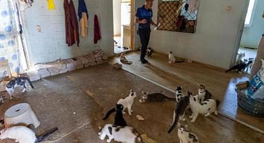Kötü kokunun kaynağı çöp değil, 100 kedi çıktı