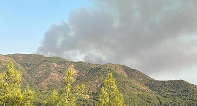 Muğla'da orman yangını