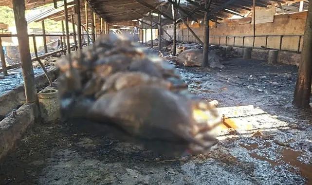 Samsun'da bir tesiste yaşanan yangın sonucunda 53 büyükbaş hayvan telef oldu