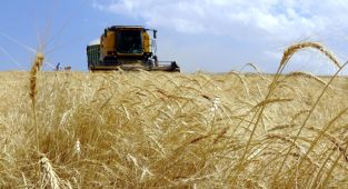 Tarımsal destekleme ödemeleri hesaplara aktarılıyor