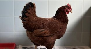 Batı Nil virüsüne karşı tavuklar erken uyarı sistemi olarak kullanılıyor