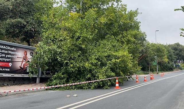 İstanbul’da yağış sonrası ağaçlar devrildi, rögarlar taştı