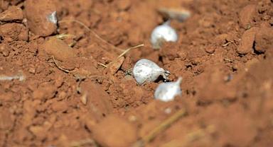 İzinsiz dağ sarımsağı söken kişilere 2 milyonu aşkın ceza