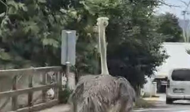 Şile’de hayvanat bahçesinden kaçan deve kuşu ortalığı birbirine kattı