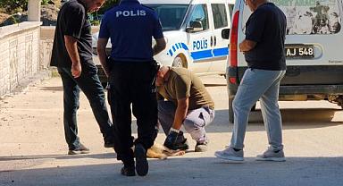 Sokak köpeğini silahla öldürdüler!