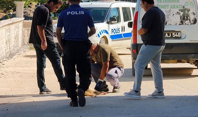 Sokak köpeğini silahla öldürdüler!