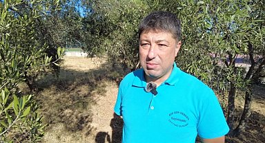 Zeytinde ortaklaşa yöntemlerle hasat önerisi 