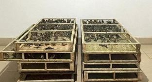 Ankarada saka kuşu üretip satan kişiye 1,4 milyon lira ceza