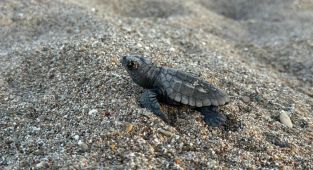 Antalya'da yaklaşık 200 bin caretta caretta yavrusu denizle buluştu