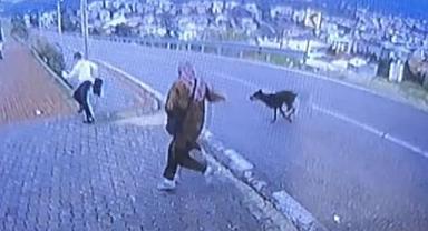 Bursa’da köpek dehşeti kamerada: Çocuk kaçarken bacağını kırdı