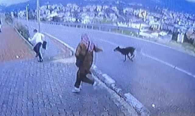 Bursa’da köpek dehşeti kamerada: Çocuk kaçarken bacağını kırdı
