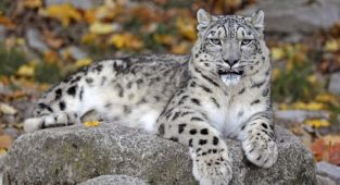 Hayvanat bahçesi görevlisi leopar saldırısı sonucu hayatını kaybetti