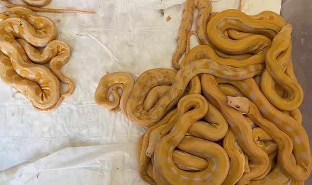 Kapıkule’de Türkiye’ye kaçırılmak istenen 67 canlı piton ele geçirildi