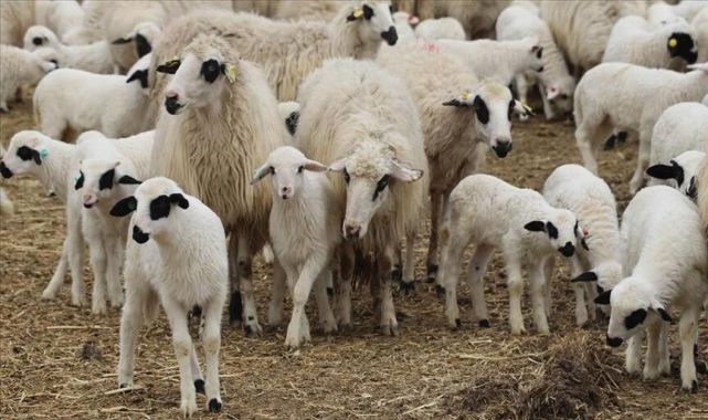 TİGEM, 675 reforme küçükbaş satacak